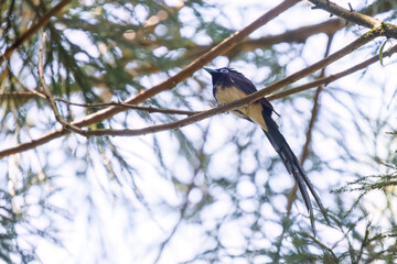 新緑の林の奥で美しくさえずる、長い尻尾の美しいサンコウチョウ（カササギヒタキ科）。
日本国東京都八王子市、八王子城跡にて。
2024年5月撮影。
A beautiful Japanese Paradise Flycatcher (Terpsiphone atrocaudata) with a long tail chirps beautifully in the depths of a fresh