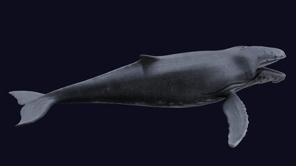 Humpback Whale Free 3D Model by Whale3Ds