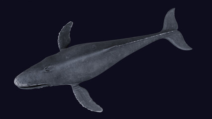 Humpback Whale Free 3D Model by Whale3Ds