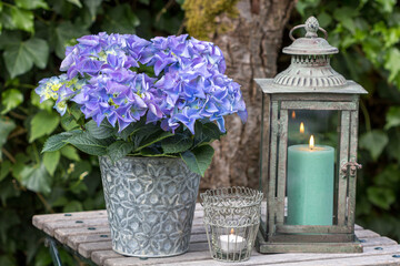 Garten-Arrangement mit blauer Bauernhortensie, vintage Laterne und Windlicht