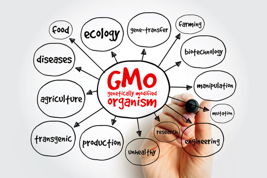 GMO - genetically modified organism mind map, concept for presentations and reports
