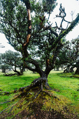Fanal Forest. Misty forest in Fanal.  Old laurel tree in laurel tree forest in madeira in Portugal