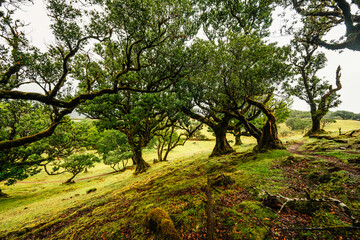 Fanal Forest. Misty forest in Fanal.  Old laurel tree in laurel tree forest in madeira in Portugal
