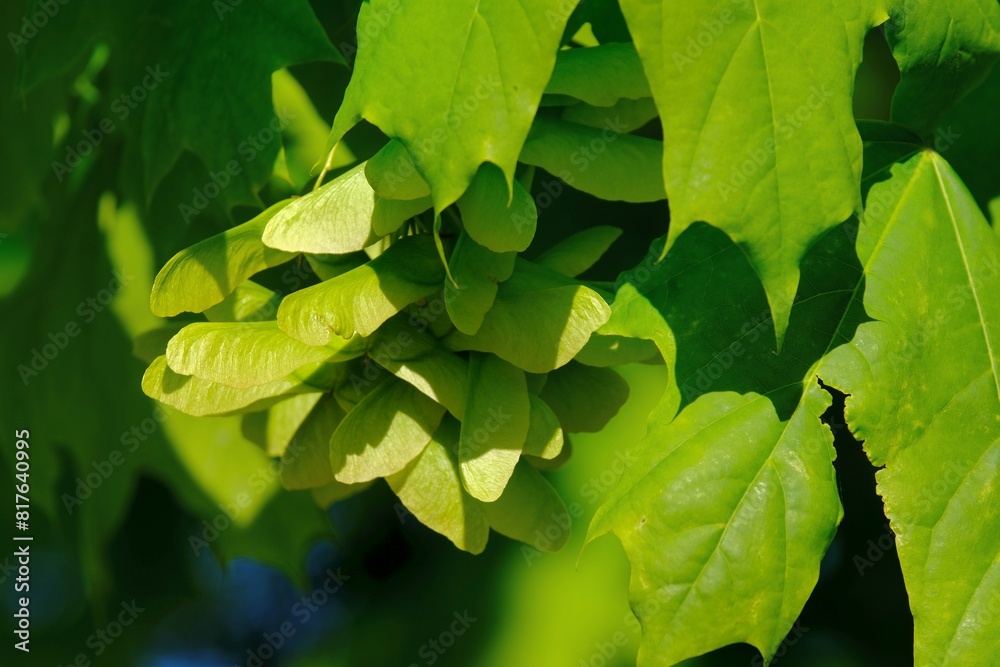 Poster bunch of fruits of acer platanoides, also known as norway maple. the fruit is a double samara with t