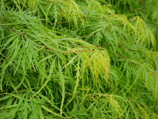 Plump appearance with deeply lobed leaves of Palm Maple in the garden on a sunny day. A wonderful...