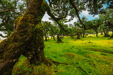 Fanal Forest. Misty forest in Fanal.  Old laurel tree in laurel tree forest in madeira in Portugal