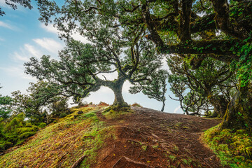 Fanal Forest. Misty forest in Fanal.  Old laurel tree in laurel tree forest in madeira in Portugal