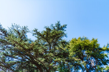 Obraz premium pine branches against sky