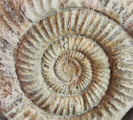 ammonite fossil texture