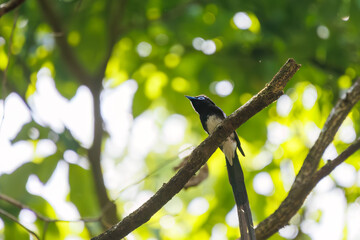 新緑の林の奥で美しくさえずる、長い尻尾の美しいサンコウチョウ（カササギヒタキ科）。
日本国東京都八王子市、八王子城跡にて。
2024年5月撮影。
A beautiful Japanese Paradise Flycatcher (Terpsiphone atrocaudata) with a long tail chirps beautifully in the depths of a fresh