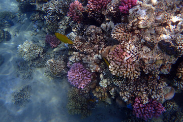 color life under red sea
