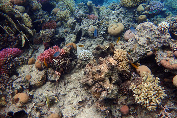 Fototapeta premium color life under red sea