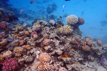 color life under red sea