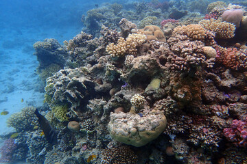 color life under red sea