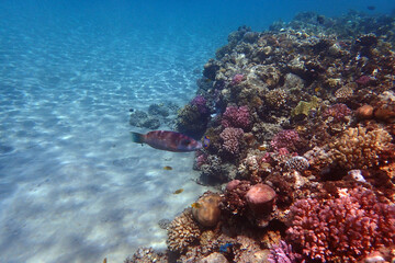color life under red sea