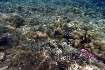 color life under red sea