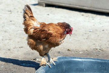 Chicken on the farm