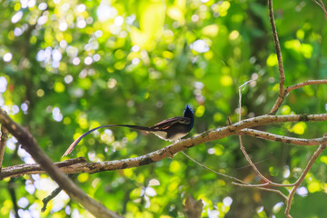 新緑の林の奥で美しくさえずる、長い尻尾の美しいサンコウチョウ（カササギヒタキ科）。
日本国東京都八王子市、八王子城跡にて。
2024年5月撮影。
A beautiful Japanese Paradise Flycatcher (Terpsiphone atrocaudata) with a long tail chirps beautifully in the depths of a fresh