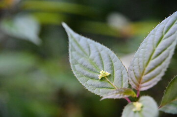 Taiwan's endemic Helwingia japonica features unique flowers and fruits growing on its leaves. This deciduous shrub thrives in moist forests at mid-altitudes, reaching up to 3 meters tall.