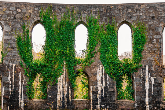 Interior of Colosseum Windows With Green Climbing Vines