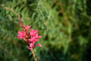 Obraz premium As the sun dips below the horizon, casting a warm glow over a tranquil garden, the vibrant blooms of Plumbago indic, also known as Red Leadwort, exude an ethereal beauty.