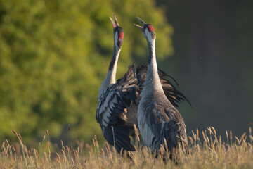Common cranes, Eurasian cranes - Grus grus calling on meadow in morning fog. Photo from Lubusz Voivodeship in Poland.