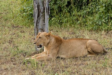 A female lion (Panthera leo) in South Luangwa National Park. Zambia. Africa.