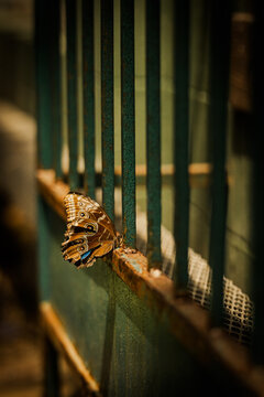 Butterfly with patterned wings resting on a rusty iron fence