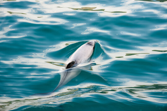 View from above of endangered Hector's dolphin