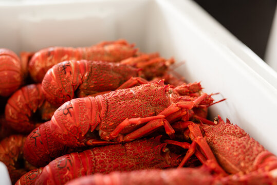 Colorful crayfish lobsters for sale in New Zealand