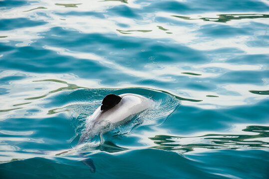 Endangered Hector's dolphin in beautiful blue water