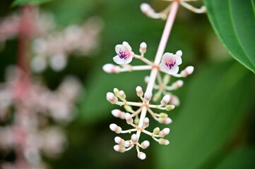 Medinilla myriantha, a native evergreen shrub from the Philippines, showcases pink flowers with purple stamens and produces round, purple to reddish-purple fruits from spring to autumn.