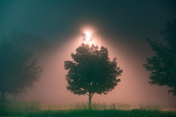A street light illuminates a tree on a foggy night