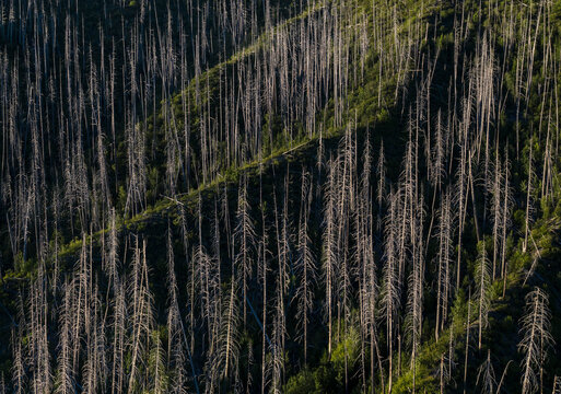 Remains of burned trees dot a forest after a recent fire