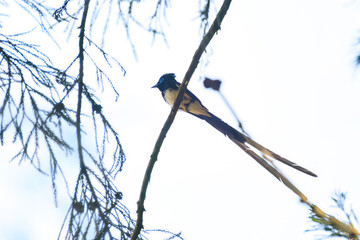 新緑の林の奥で美しくさえずる、長い尻尾の美しいサンコウチョウ（カササギヒタキ科）。
日本国東京都八王子市、八王子城跡にて。
2024年5月撮影。
A beautiful Japanese Paradise Flycatcher (Terpsiphone atrocaudata) with a long tail chirps beautifully in the depths of a fresh