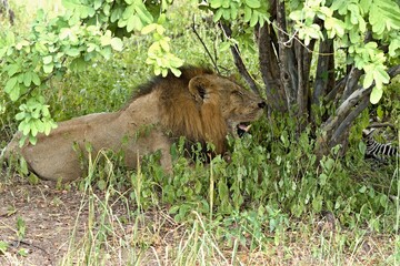 Lion (Panthera leo) in South Luangwa National Park. Zambia. Africa.