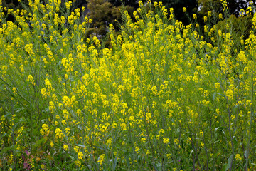 Field Mustard or Rape Blossom