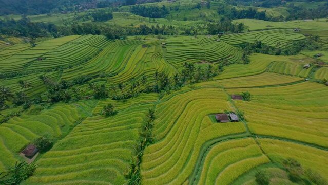 Rice terraces indonesia view from fpv drone