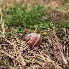 Europe, Romania, Constanta region, 2024 year - Makro