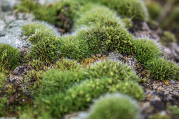 Europe, Romania, Constanta region, 2024 year - Makro