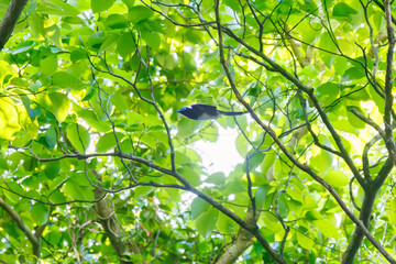 新緑の林の奥で飛ぶ羽虫をフライキャッチする、長い尻尾の美しいサンコウチョウ（カササギヒタキ科）。
日本国東京都八王子市、八王子城跡にて。
2024年5月撮影。
A beautiful Japanese Paradise Flycatcher (Terpsiphone atrocaudata) with a long tail fly-catching winged insects flying d