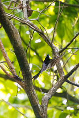 新緑の林の奥で飛ぶ羽虫をフライキャッチする、長い尻尾の美しいサンコウチョウ（カササギヒタキ科）。
日本国東京都八王子市、八王子城跡にて。
2024年5月撮影。
A beautiful Japanese Paradise Flycatcher (Terpsiphone atrocaudata) with a long tail fly-catching winged insects flying d