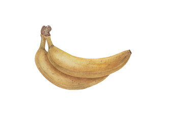 Isolated illustration with bananas on a white background. All elements are hand painted in watercolor. Suitable for printing on fabric, paper.