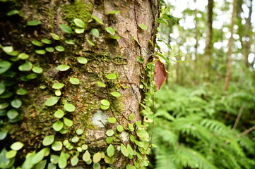 Epiphytic plants clinging to tree trunks on hiking trails are integral to ecosystems, showing interdependence with trees, and reflecting local environment and climate conditions.