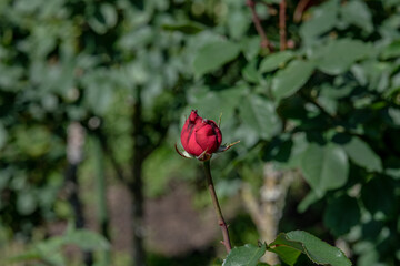 アレックスレッド