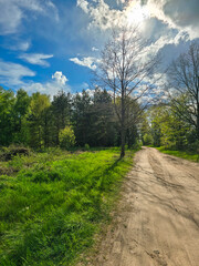 Picturesque view of a tree and a dirt road among the field in spring