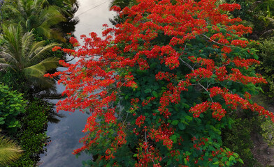 Amazing scene for eco travel at Ben Tre, Mekong Delta, Viet Nam, aerial view with blooming phoenix...