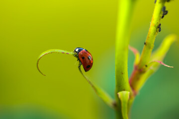 Ladybug on rose, in the background, ants and lice