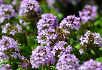 Biene auf lila Thymianblüten