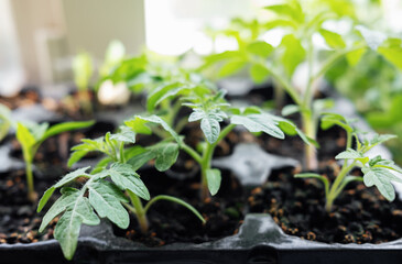 Young tomato seedling plants